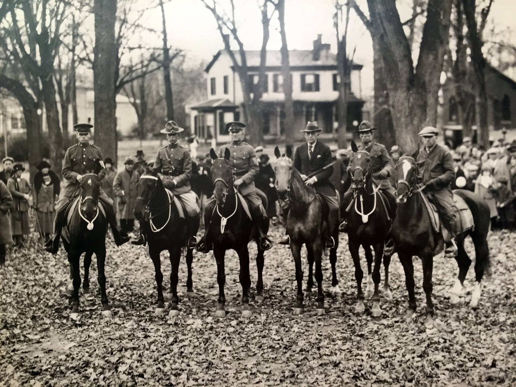 Morgan Horses